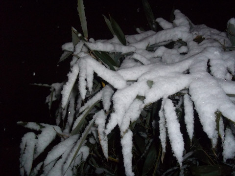 竹子的雪景