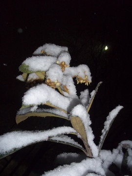植物雪景
