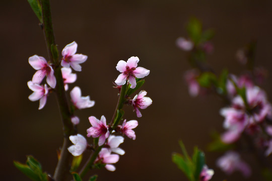 桃花