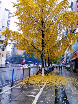 秋雨街道落叶