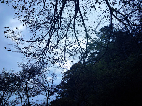 蓝天白云下树林风景图片