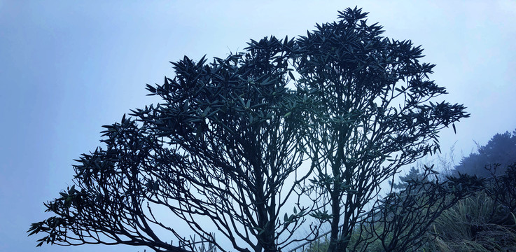 蓝天白云下树林草地风景图片