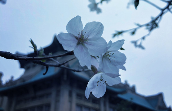 古房屋建筑前樱花盛开图片