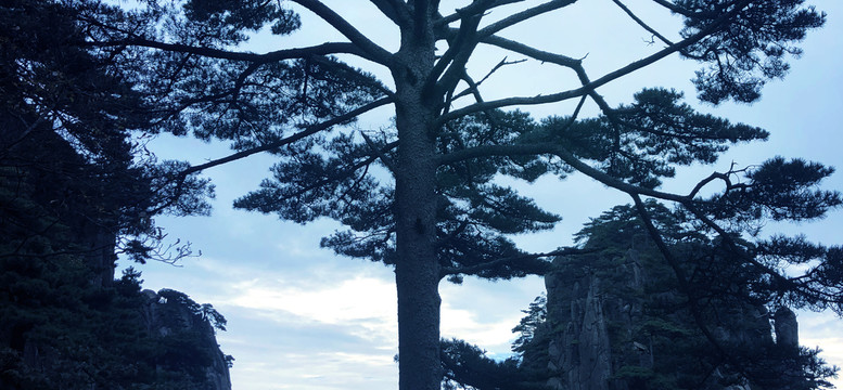 蓝天白云山峰松树风景图片