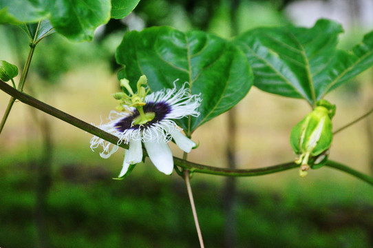 黄金百香果花