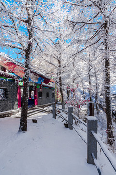 青岛崂山雪后晶挂雾凇