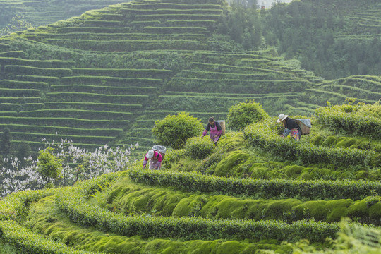 宜宾珙县鹿鸣茶场自然风光