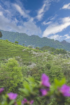 宜宾珙县鹿鸣茶场自然风光