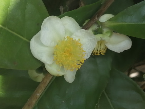 茶花