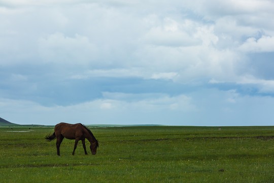 夏季草原一匹马