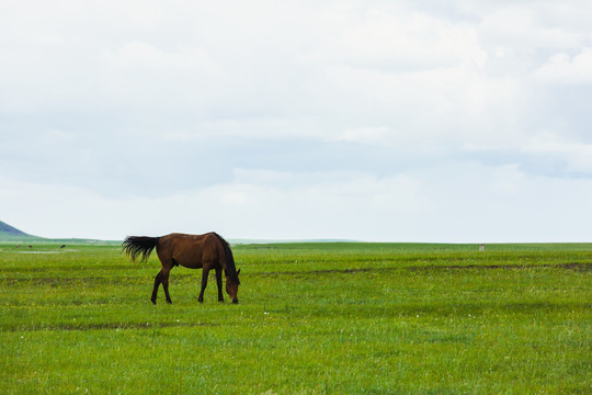 草原骏马一匹马