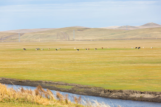 秋季草原河流牛群
