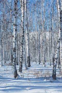 冬季野生白桦林