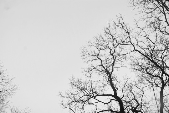 树枝与天空