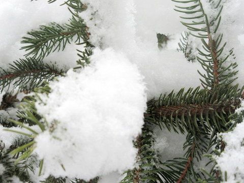 雪景