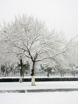 雪景