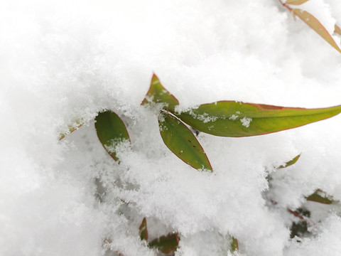 瑞雪