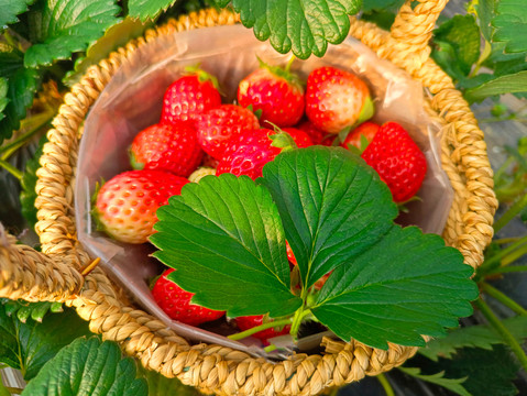 采摘红颜鲜草莓