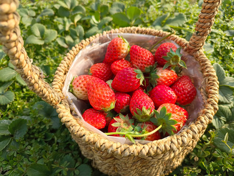 采摘农家草莓