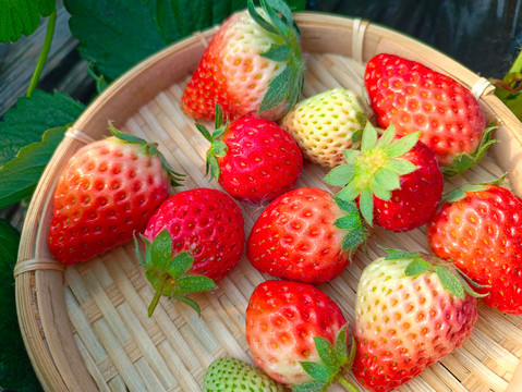 草莓园鲜草莓拍摄