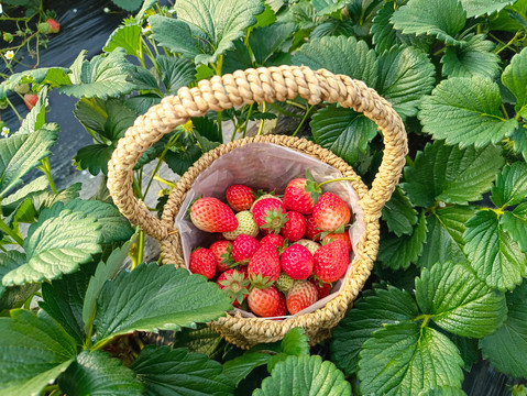种植草莓园鲜草莓