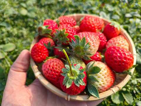 种植园采摘草莓