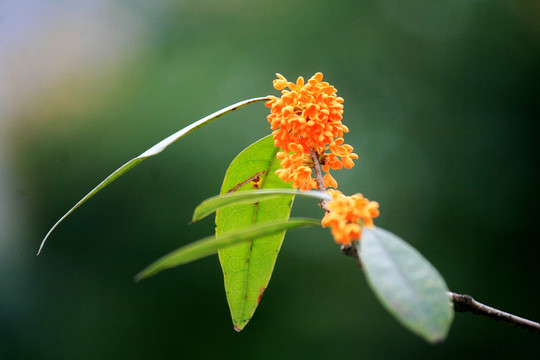 桂花特写