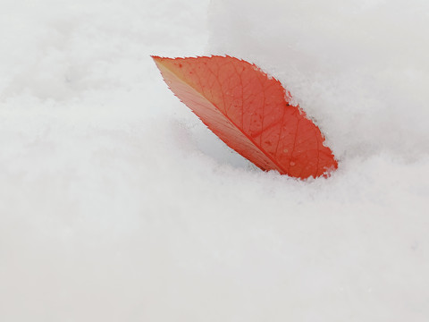 雪景