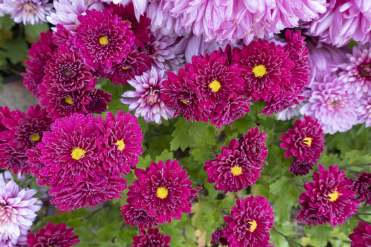 菊花