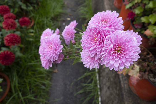 菊花