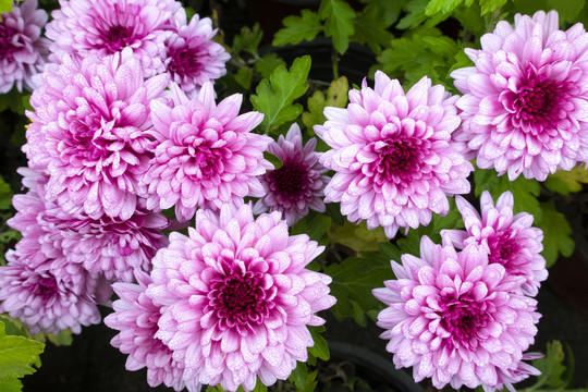 菊花
