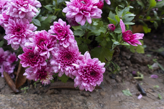 菊花
