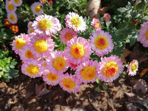 粉菊