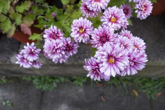 菊花