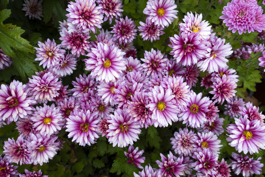 菊花