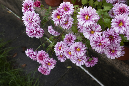 菊花