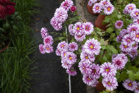 菊花