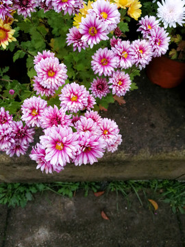 菊花