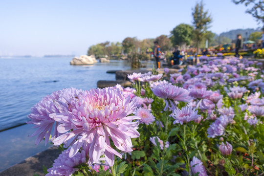 湖边的菊花