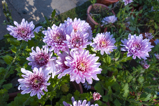 菊花