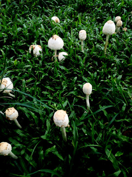 草丛中的野蘑菇