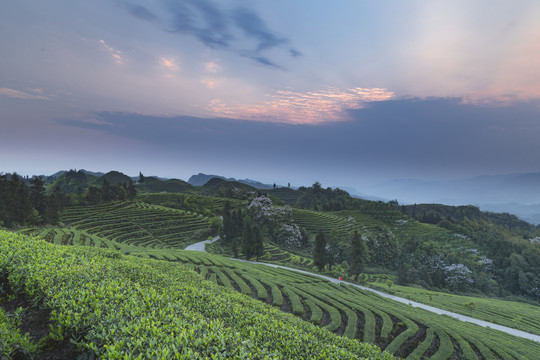 日落晚霞茶山风光