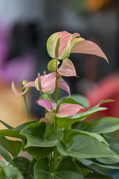 红烛花开