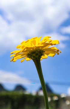 清水菊花