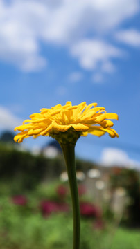 清水菊花