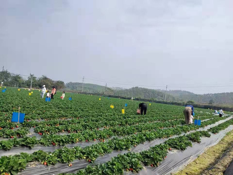 草莓种植基地