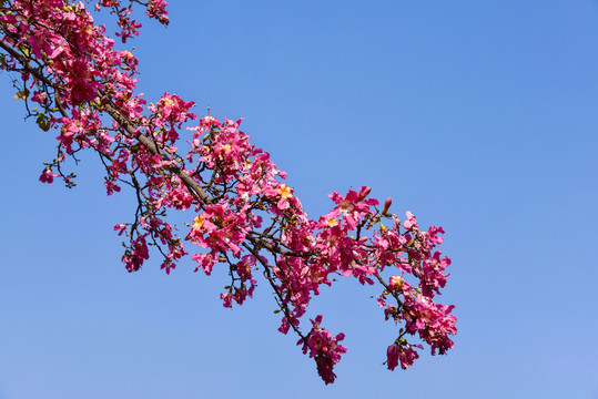 红木棉花