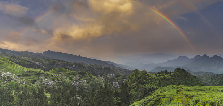蜿蜒茶山与彩虹自然风光