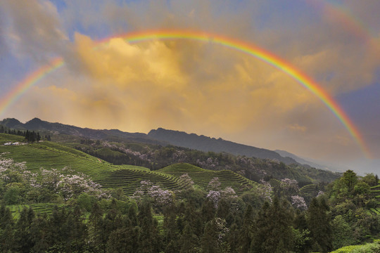 彩虹茶山泡桐花茶山风光