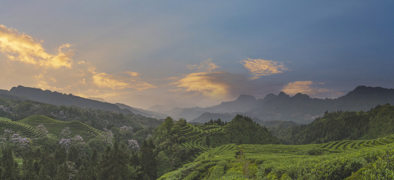 晚霞蜿蜒茶山自然风光